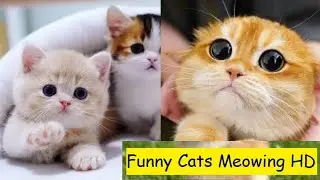 Top 10 Cats 2022  - Funny Cat Videos 2022 - Cat 2022 - 8 Out Of 10 Cats Does Countdown 2022 