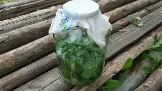 🌿☘️ ТРАВЯНОЙ КВАС | РЕЦЕПТ ЛЕТНЕЙ СУРИЦЫ | НАПИТОК ПРЕДКОВ