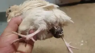 Молодка не разнеслась👀, чаще всего погибает. Такое бывает
