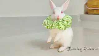 Rabbit dance | Bunny Rabbit (Baby Rabbits) #bunny  #rabbit #bunnies #cute #funny