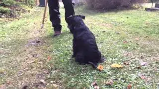 Gå runt o runt pinne