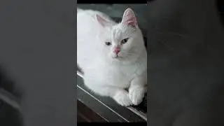 HUMOR OF A BASSOON / Funny Cat Amusing Comic Children Pets Comedy Instrumental Background Music