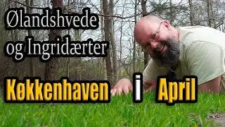 Køkkenhaven i april - Ølandshvede, Ingridærter, kartofler og tidlige tomater