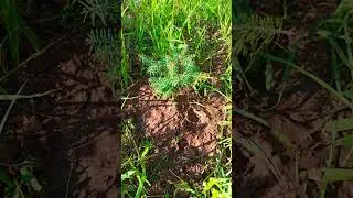 Пихта корейская, второе лето. Год была в горшке