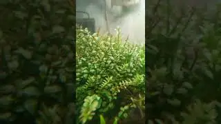rotala rotun proses adaptasi ke daun air