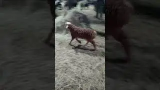 Почему ягнята обмораживают уши.