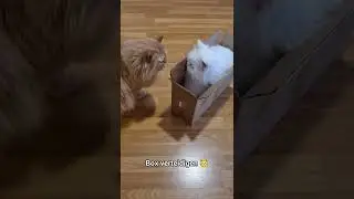 Katzen und ihre Kartons🙄😂