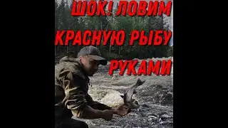 КРАСНАЯ РЫБА! ЛОВИМ РУКАМИ СВОИМИ, ВЫ НЕ ПОВЕРИТЕ. А ВАМ СЛАБО?! РЫБАЛКА2021! ЛОСОСЬ 2021!РЕКА УМБА