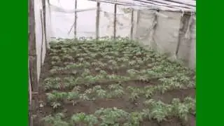 Посадка помидор в теплице