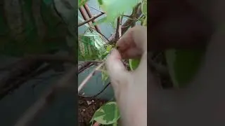 Пробую дать хамелеону киви🥝