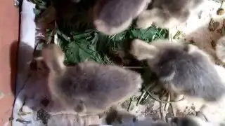 Выращивание гусят. День 7-й С комментариями