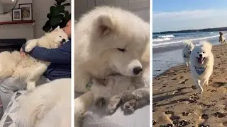 Important lessons we can learn form our pets