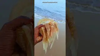 jelly fish returned to their home|| #jellyfish #sea #shorts