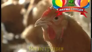 Куриные напевы