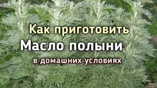 Wormwood oil. How to make wormwood oil at home.