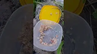 вечерняя рыбалка #fishing #carpfish