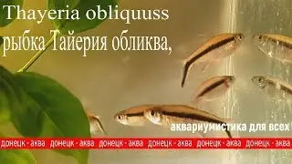 рыбка Тайерия обликва, Thayeria obliquus, содержание , разведение рыбок, aquaristics