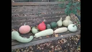 Осенняя мелодия 🍁