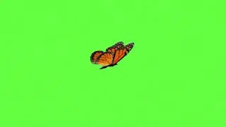 HD CATS GAMES - catching butterfly - video for cats  GREEN SCREEN