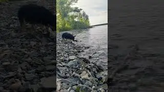 Оскар играет с волной 😅