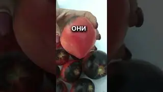 Чёрные томаты Самые вкусные Каталог семян в телеграм