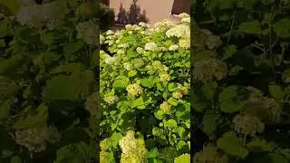 Многолетний кустарник с белыми цветами