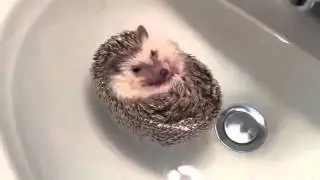Самые смешные животные в мире!