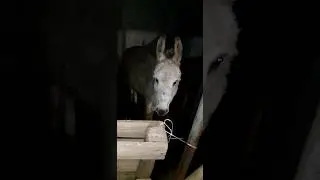 Такого осла первый раз вижу.