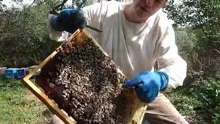 How long and with what? Feeding bees with sugar syrup in the fall. How much honey should be left ...