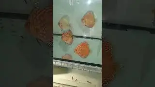 Отправка Дискусов в Адлер