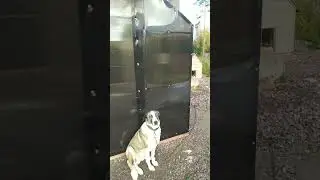 Новая будка для Линды