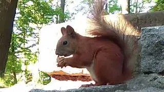 What does a squirrel do with a nut