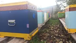 Обработка пчёл. Клещ всё ещё сыпется.