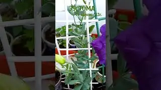 Ирландская роза