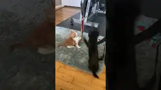 Kittens, Charlie & Sable playing with a home made nylon toy.