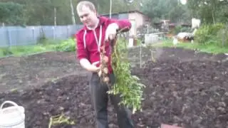 Как вырастить картофель в бочке