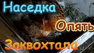 Курица наседка опять заквохтала и села на яйца