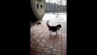 Кот таксикоман