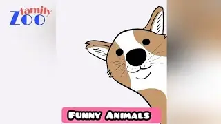Funny Animal | Funny Animals | Funny Animal Videos | Cats | Funny Cats | Dogs | Zoofamily