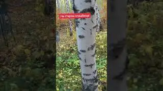 На старом кладбище