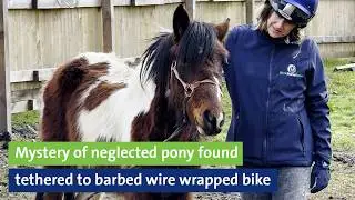 Mystery of neglected pony found tethered to barbed wire wrapped bicycle