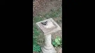 One for All - Squirrel versus Great Spotted Woodpecker