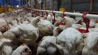 Rutinitas Malam di Kandang Ayam