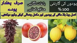 |How Can Get And Buy |Red Blood| Citrus Orange Plants|اصل ریڈ بلڈ مالٹے کے پودے کہاں سے ملیں گے۔؟