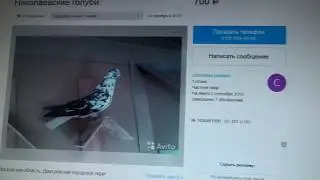 Возможное кидалово с голубями на Авито.