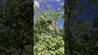 ПЧЁЛЫ РОЯТСЯ