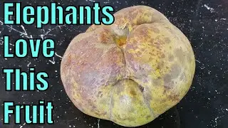 Elephant Apple Review (Dillenia indica) - Weird Fruit Explorer Ep. 305