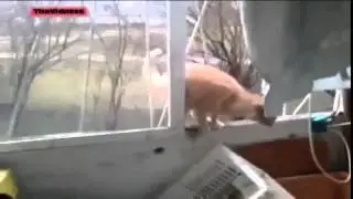Смешные видео про котов  Funny videos cats  2013  №1
