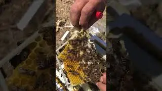 Ana arı boyama kafese alma
