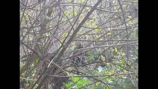 Game warden tells stories of Bigfoot in the National Parks, What not to do